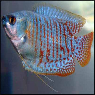 Dwarf gourami male