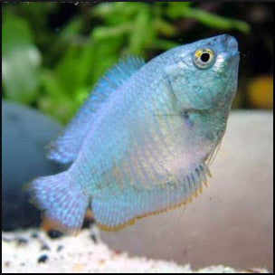 Neon Dwarf gourami male