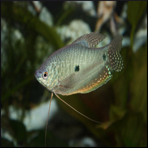 Three spot gourami