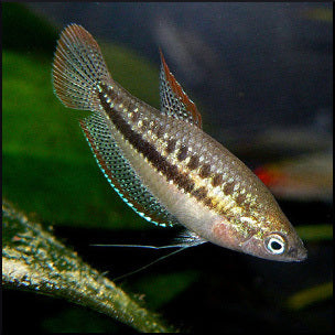 Sparkling gourami