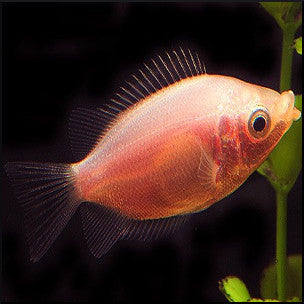 Kissing gourami