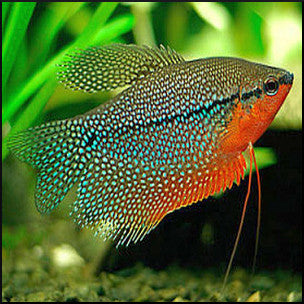 Pearl gourami