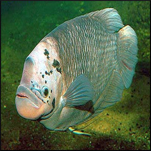 Giant gourami 7-9cm