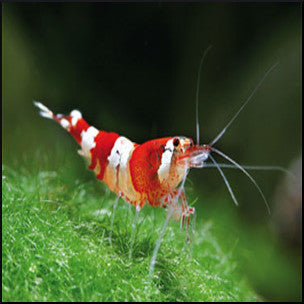 Red crystal shrimp