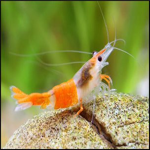 Orange rili shrimp