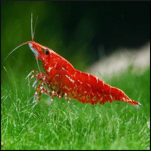 Cherry shrimp