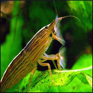 Bamboo rock shrimp