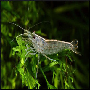 Algae shrimp