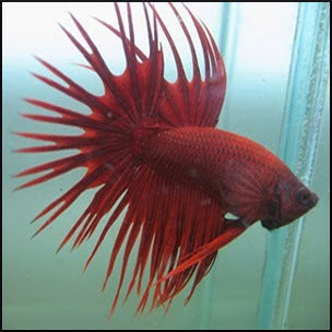 Male betta crowntail red