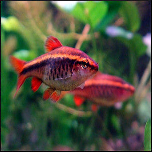 Cherry barb