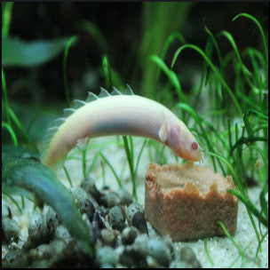 Albino culver birchir