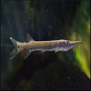 Rocket gar fish