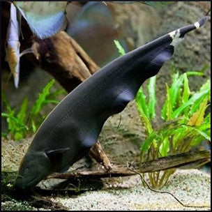 Black ghost knife fish