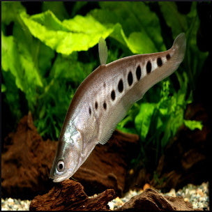 Clown knife fish