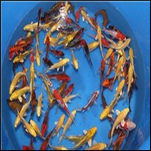 Assorted Japanese koi 7-10cm