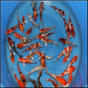 Assorted Japanese koi 12-15cm