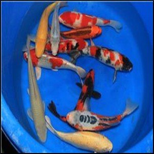 Assorted Japanese koi 20-25cm