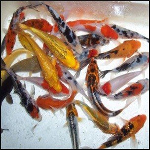 Assorted Israel koi 7-10cm