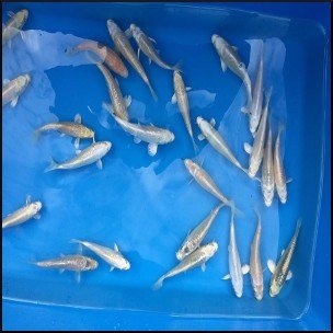 Assorted white ghost koi 8-10cm