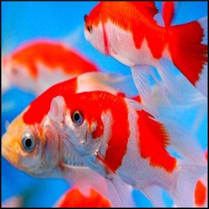 Sarasa comet goldfish 6-8cm