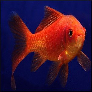 Comet goldfish 5-7cm