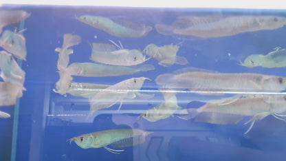 Silver arowana (12-15cm)